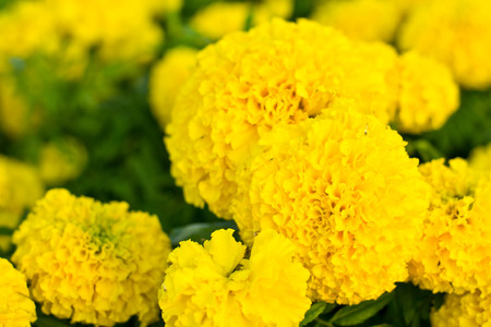 marigolds flowers on nature backgroundの写真素材