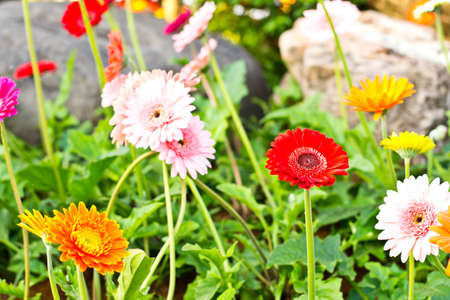 Gerbera flower on nature backgroundの写真素材