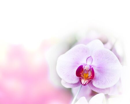 Phalaenopsis orchids flowrer on nature backgroundの写真素材