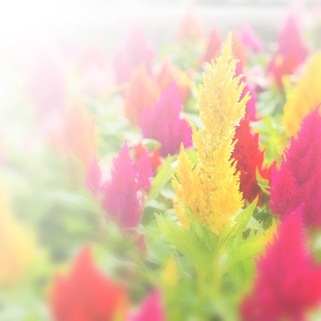 plumped celosia flower on nature backgroundの写真素材