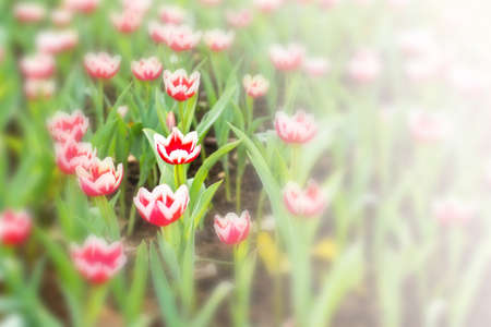 Tulips flower on nature backgroundの写真素材