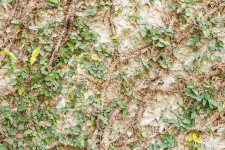 Green ivy plant that grows on the wallの写真素材