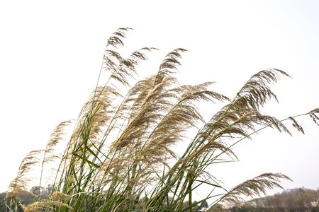 grass field flower of garden landscape in nature backgroundの写真素材