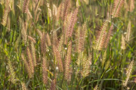grass field flower of garden landscape in nature backgroundの写真素材