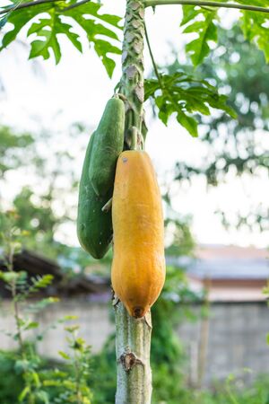 fresh papaya tree with bunch of papaya fruitsの写真素材
