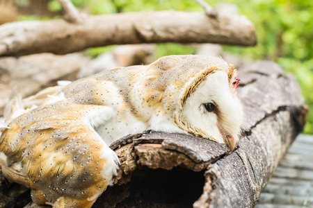 Owls on Halloween, Owl of deathの写真素材
