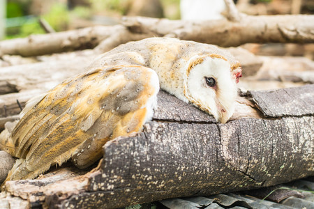 Owls on Halloween, Owl of deathの写真素材