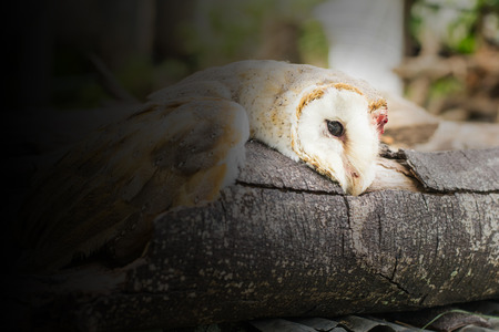 Owls on Halloween, Owl of deathの写真素材