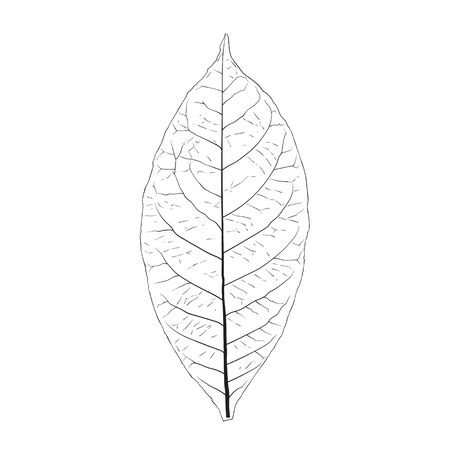 Vector illustrations leaves on a white background.のイラスト素材