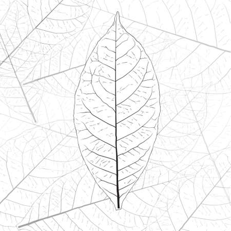 Vector illustrations leaves on a white background.のイラスト素材