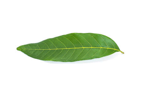 Leaves isolate on white backgroundの写真素材