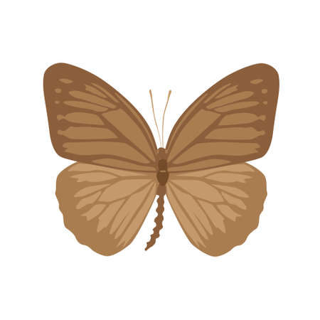 Vector illustration of butterfly cartoon on white backgroundのイラスト素材