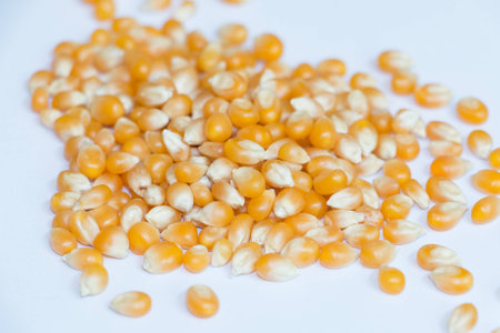 corn seeds for pop corn