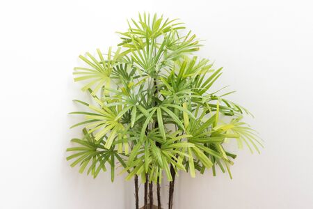 Green plants isolated on white backgroundの写真素材