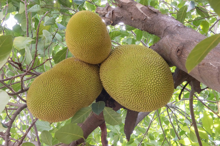 A tree branch full of jack fruits