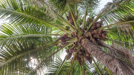 Fresh coconut treeの写真素材