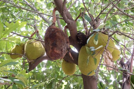 A tree branch full of jack fruitsの写真素材