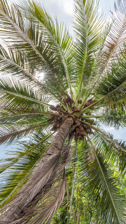 Fresh coconut treeの写真素材