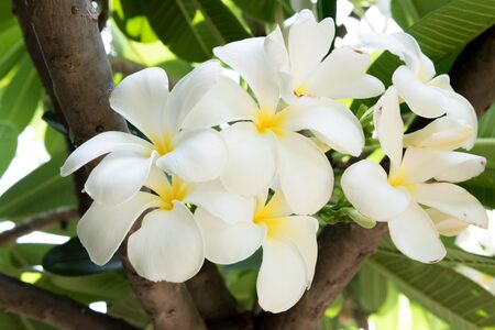 Frangipani flower in my gardenの写真素材