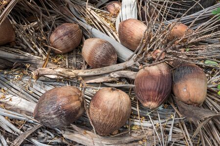 Old coconut under coconut treeの写真素材