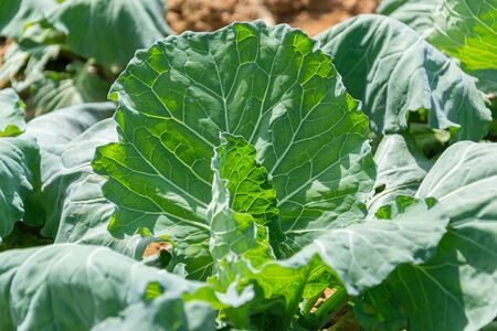 Green fresh cabbageの写真素材