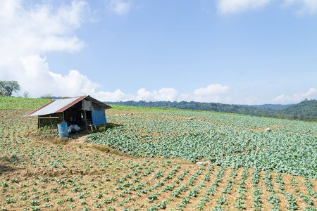 Landscape view of a freshly growing cabbage fieldの写真素材