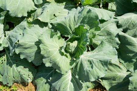 Green fresh cabbageの写真素材
