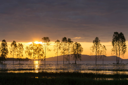 Fantastic silhouette tree  in sun riseの写真素材