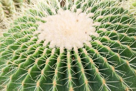 Beautiful cactusの写真素材