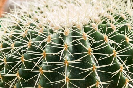 Beautiful cactusの写真素材