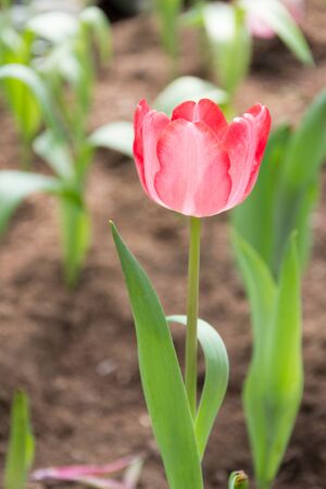 Closeup of a red tulipの写真素材