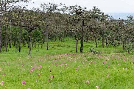 Siam Tulip pink flower field of flowersの写真素材