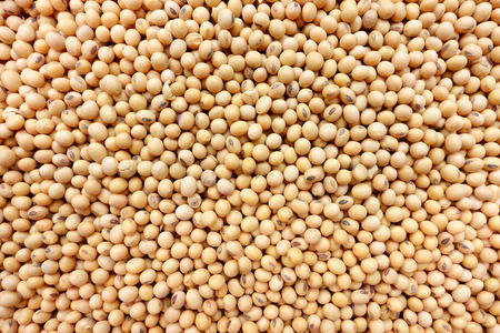 Soy beans on for backgroundの写真素材