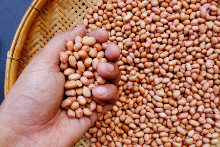 peanut beans in handの写真素材
