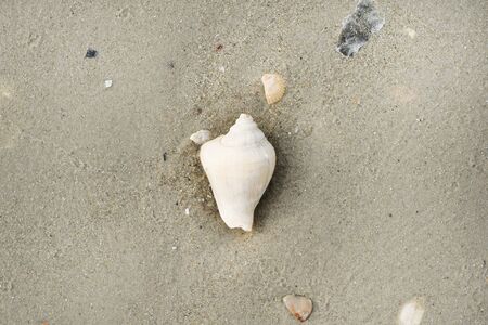 Shell on beach