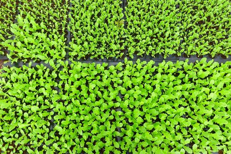 Plant seedlings growing of organic vegetablesの写真素材