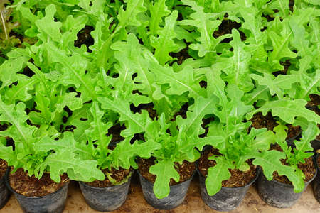 Green fresh Vegetable in organic farm.の写真素材