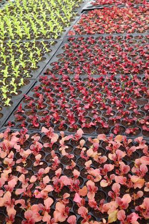 Plant seedlings growing of organic vegetablesの写真素材