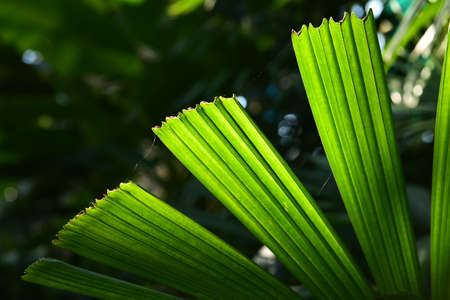Green leaf with palm treeの写真素材