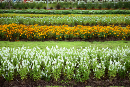 Flowers in the gardenの写真素材