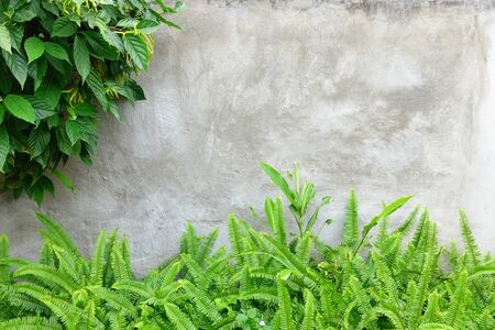 great green bush of fern in the forest.の写真素材