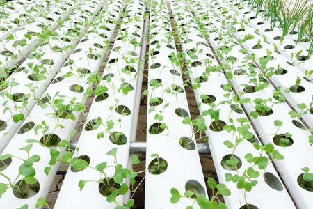 Plant seedlings growing of organic vegetables
