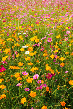 beautiful cosmos flowers in the gardenの写真素材