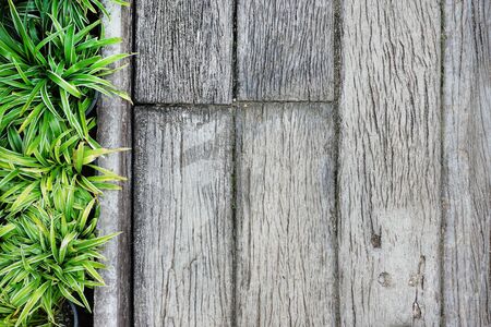 Details of the nature for backgroundの写真素材