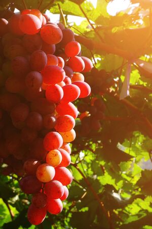 Red grapes in vineyardの写真素材