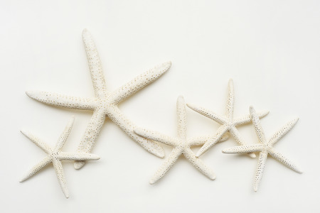 starfishes on white backgroundの写真素材