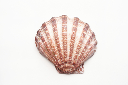 Shells isolated on white backgroundの写真素材