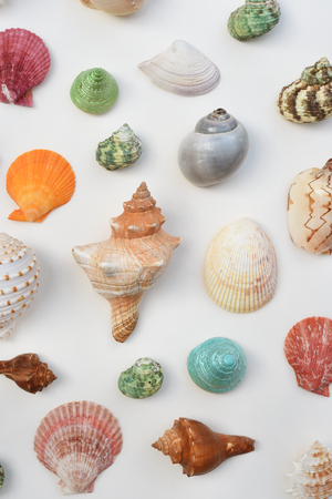 Shells isolated on white backgroundの写真素材