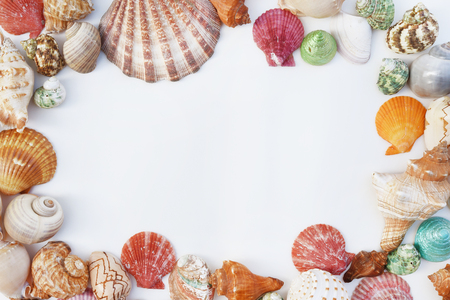 Shells isolated on white backgroundの写真素材