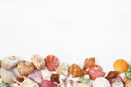 Shells isolated on white backgroundの写真素材